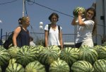 Picking watermelon